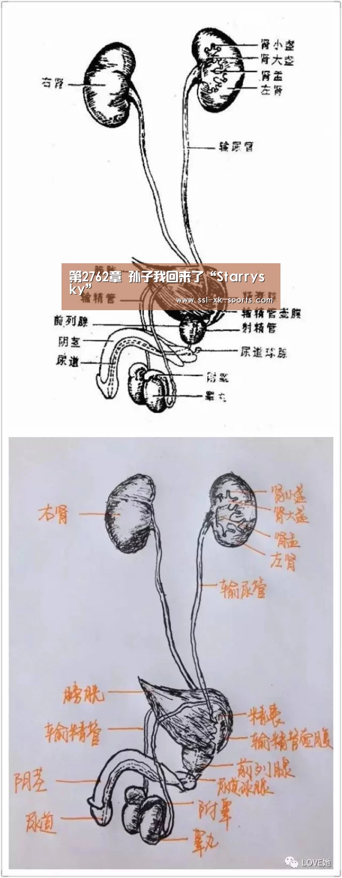 第2762章 孙子我回来了“Starrysky”(图1)